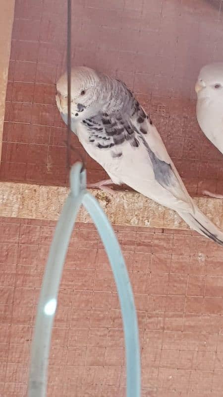 jawa, cage and other birds for sale 7