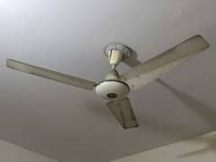 Ceiling Fans