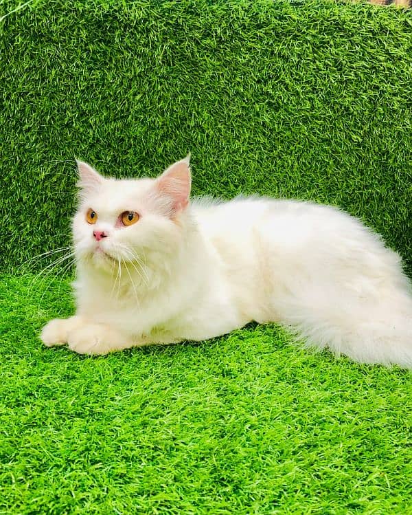 Persian kittens and adult cats 11