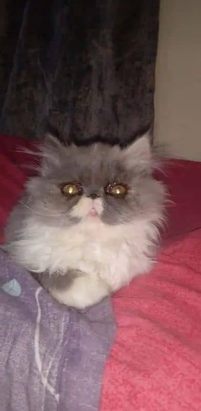 Persian kitten CFA Bloodline Long Hair # Watsapp. 03486223941 0