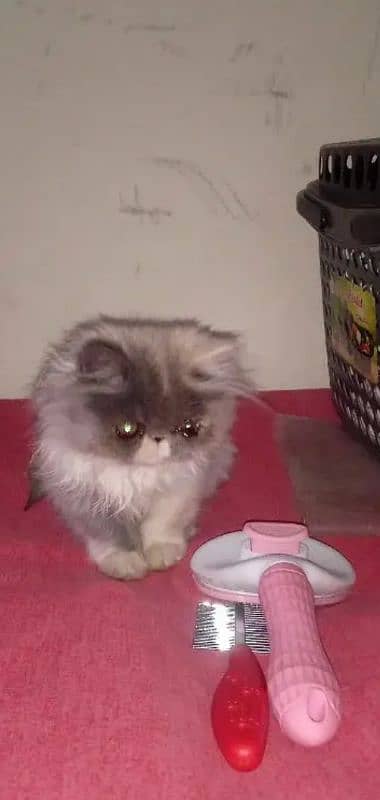 Persian kitten CFA Bloodline Long Hair # Watsapp. 03486223941 1