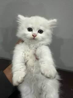 persian kitten