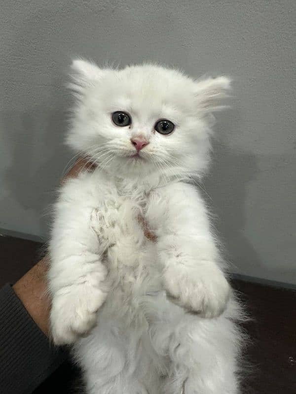 persian kitten 0