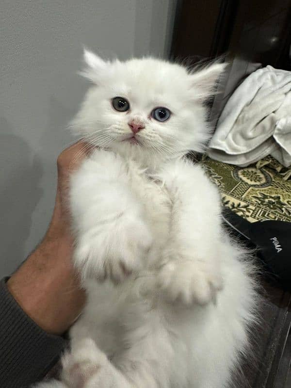 persian kitten 1