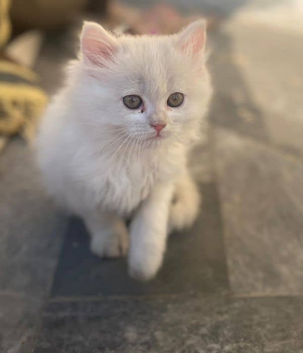 persian kitten 2