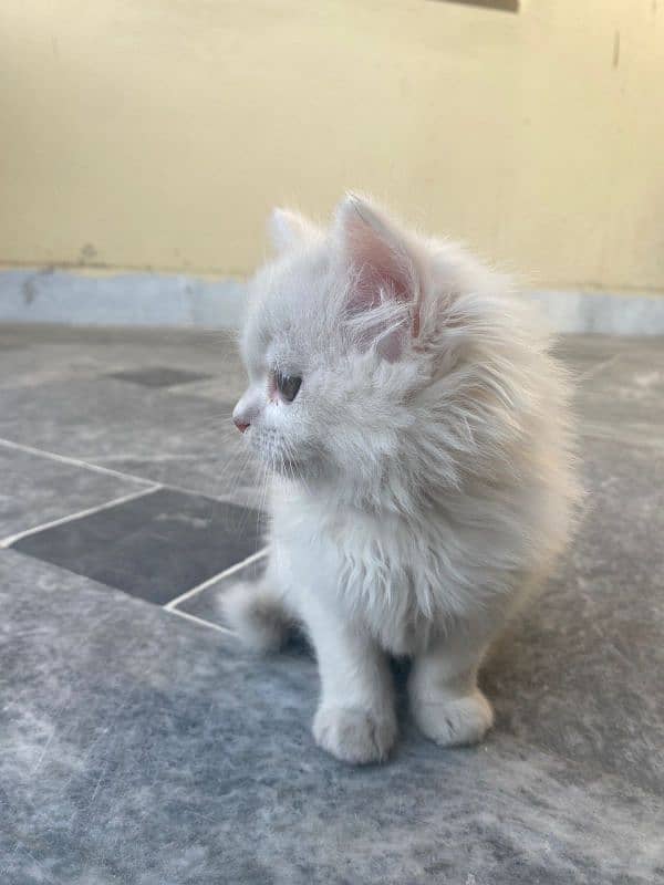 persian kitten 3