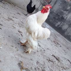 Bantam Male for Sale