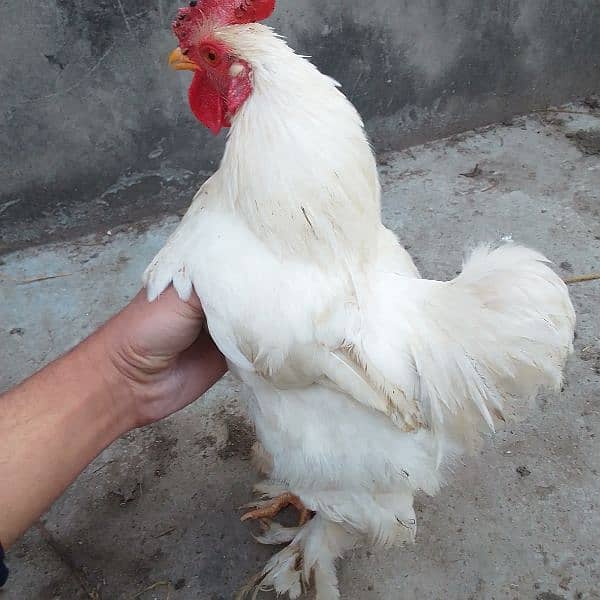 Bantam Male for Sale 2