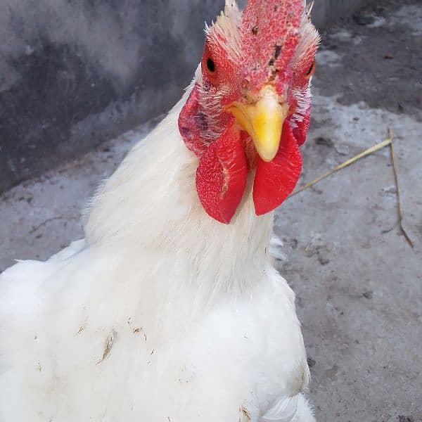 Bantam Male for Sale 3