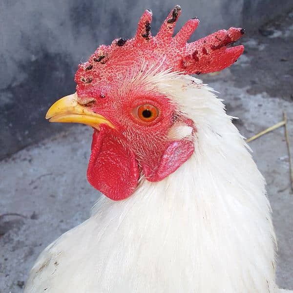 Bantam Male for Sale 4