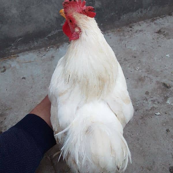 Bantam Male for Sale 5