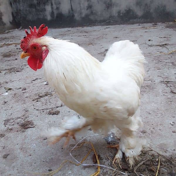 Bantam Male for Sale 6