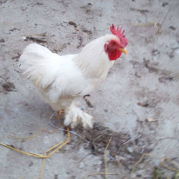 Bantam Male for Sale 7