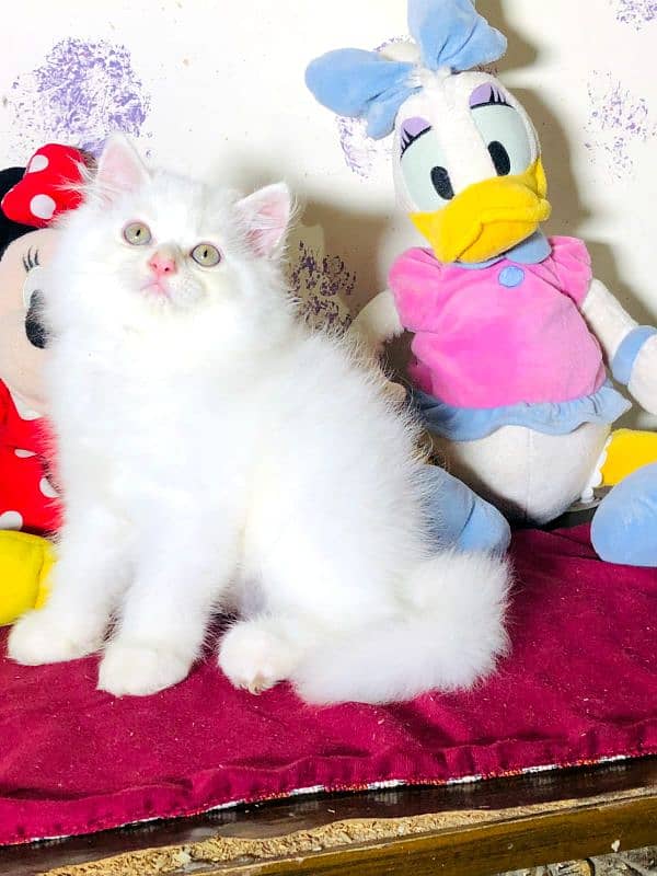 persian cats and kittens for sale wtsapp (0307/710/92/69) 1