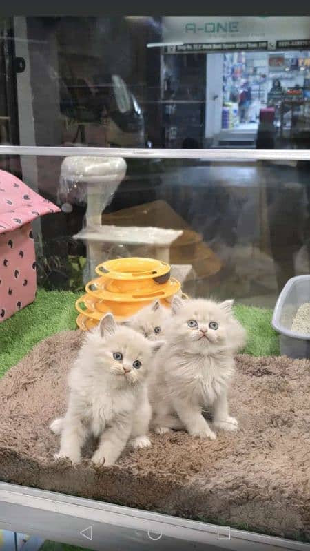 persian cats and kittens for sale wtsapp (0307/710/92/69) 7