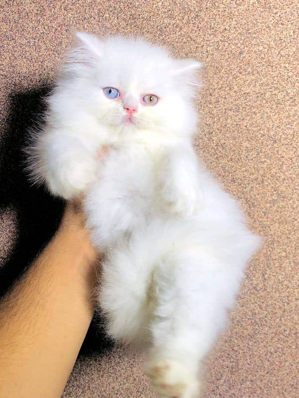 persian cats and kittens for sale wtsapp (0307/710/92/69) 8