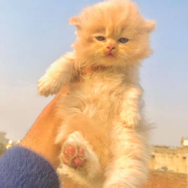 persian cats and kittens for sale wtsapp (0307/710/92/69) 9