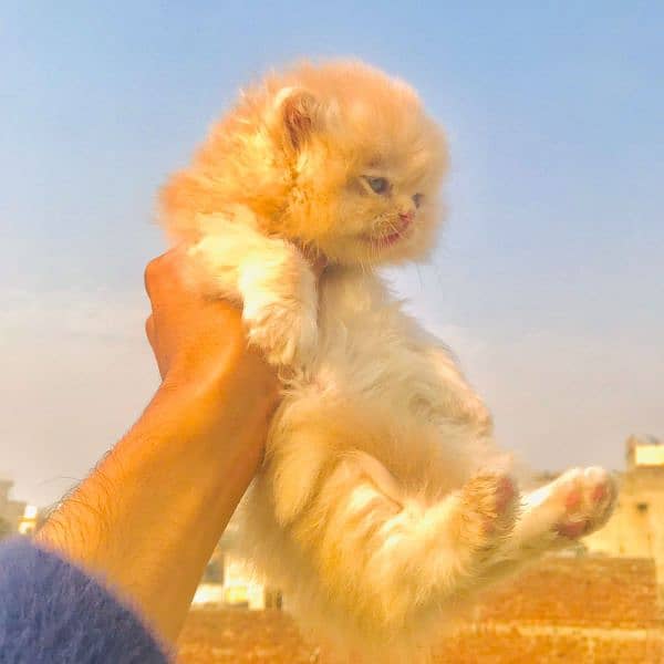 persian cats and kittens for sale wtsapp (0307/710/92/69) 10