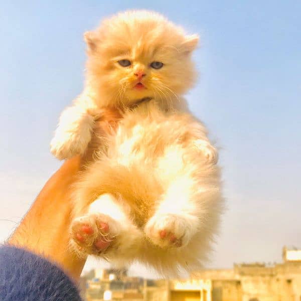 persian cats and kittens for sale wtsapp (0307/710/92/69) 12