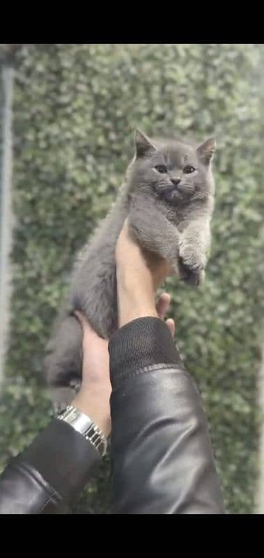 persian cats and kittens for sale wtsapp (0307/710/92/69) 14