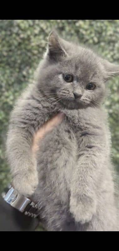 persian cats and kittens for sale wtsapp (0307/710/92/69) 15