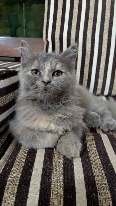 persian cats and kittens for sale wtsapp (0307/710/92/69) 17