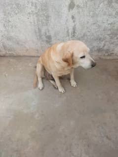 labrador female