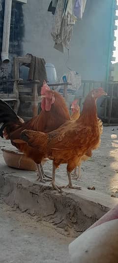 Desi pairs egg laying