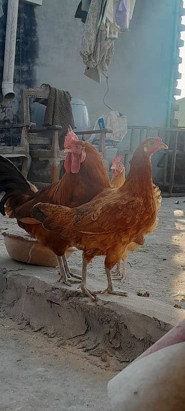 Desi pairs egg laying 0