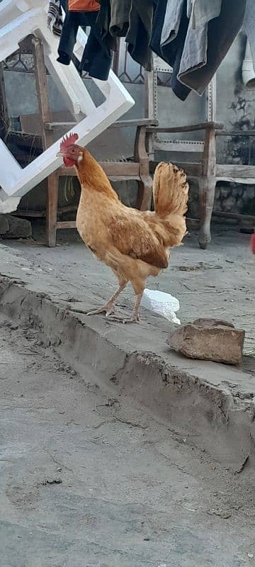 Desi pairs egg laying 3