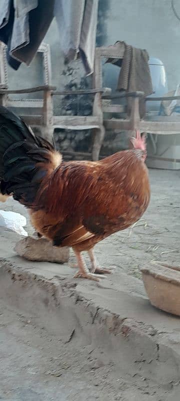 Desi pairs egg laying 4