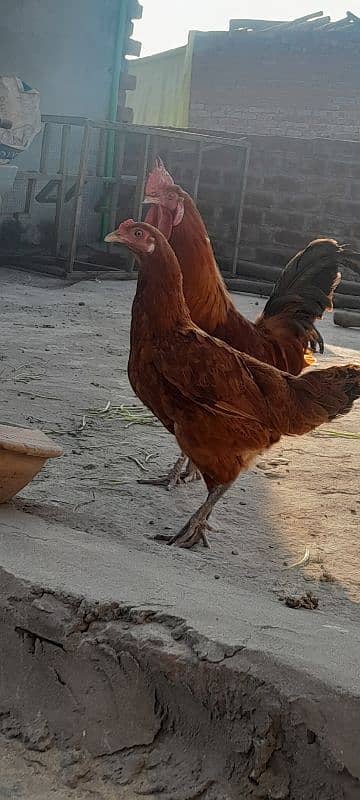 Desi pairs egg laying 5