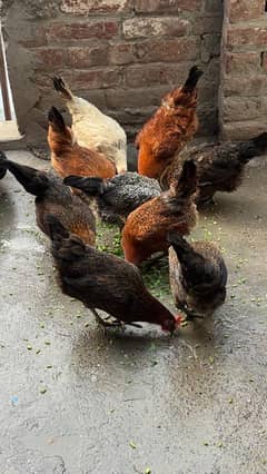 daisi hens -golden misri murgia-03078071654