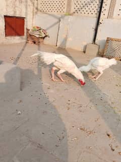 2 Heera white aseel males