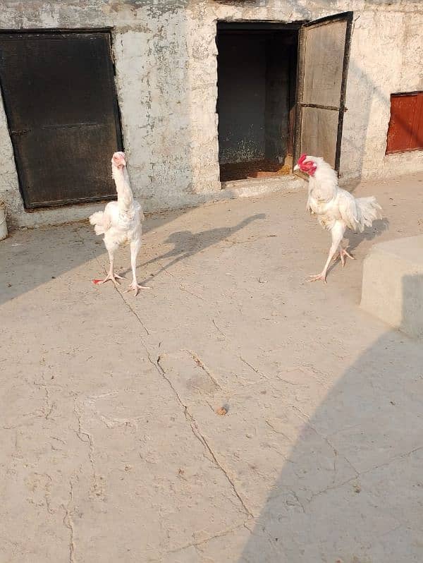 2 Heera white aseel males 1