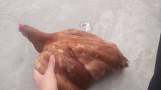 MISRI GOLDEN HENS. 4 HENS ACTIVE HE TANDRUST HE