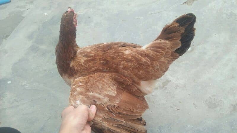 MISRI GOLDEN HENS. 4 HENS ACTIVE HE TANDRUST HE 3