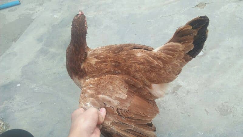 MISRI GOLDEN HENS. 4 HENS ACTIVE HE TANDRUST HE 4