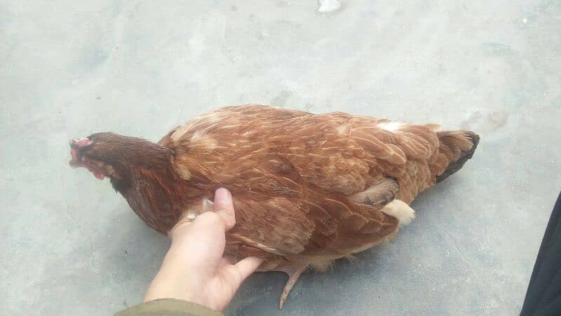 MISRI GOLDEN HENS. 4 HENS ACTIVE HE TANDRUST HE 5