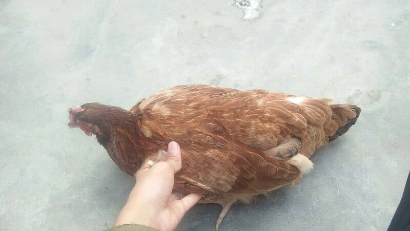 MISRI GOLDEN HENS. 4 HENS ACTIVE HE TANDRUST HE 6