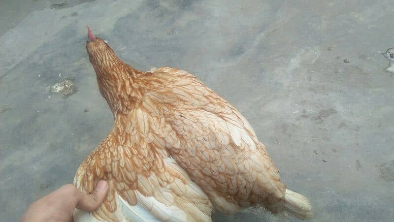 MISRI GOLDEN HENS. 4 HENS ACTIVE HE TANDRUST HE 7