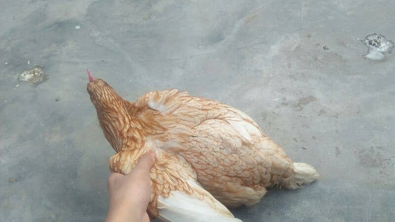 MISRI GOLDEN HENS. 4 HENS ACTIVE HE TANDRUST HE 8