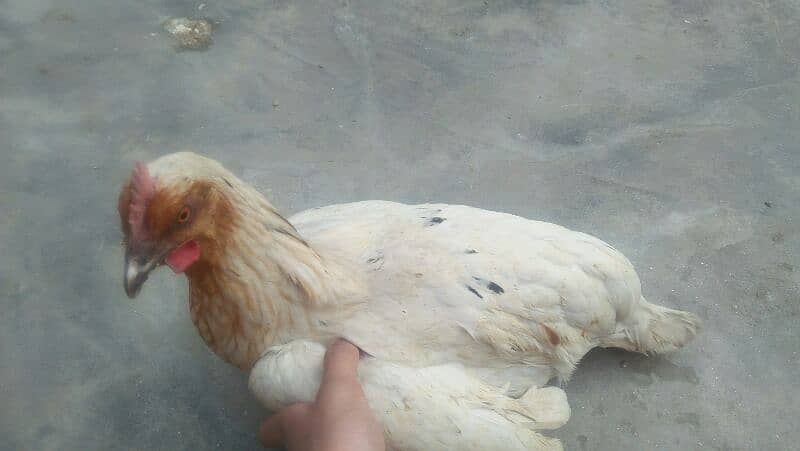 MISRI GOLDEN HENS. 4 HENS ACTIVE HE TANDRUST HE 11