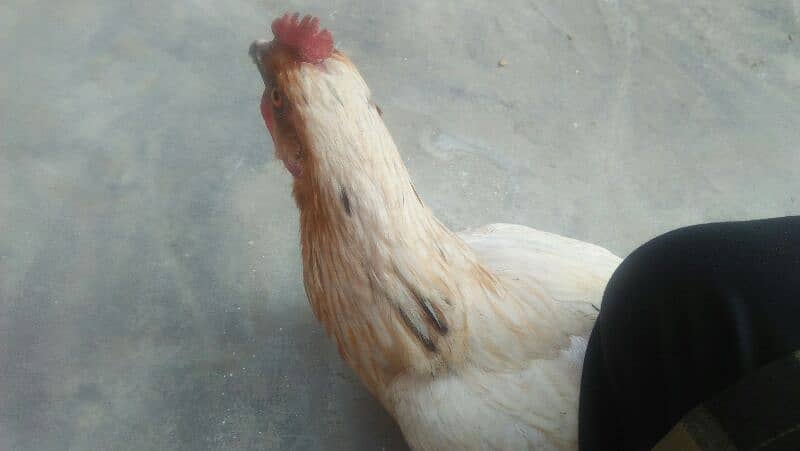 MISRI GOLDEN HENS. 4 HENS ACTIVE HE TANDRUST HE 12