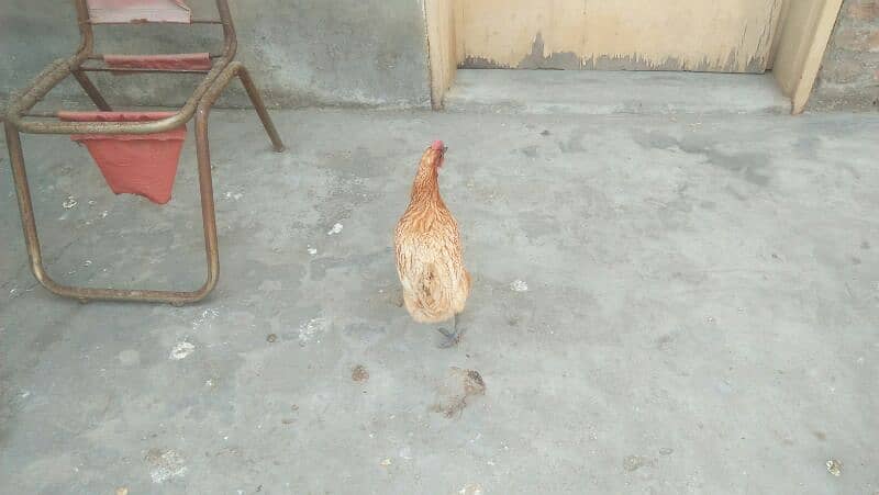 MISRI GOLDEN HENS. 4 HENS ACTIVE HE TANDRUST HE 13