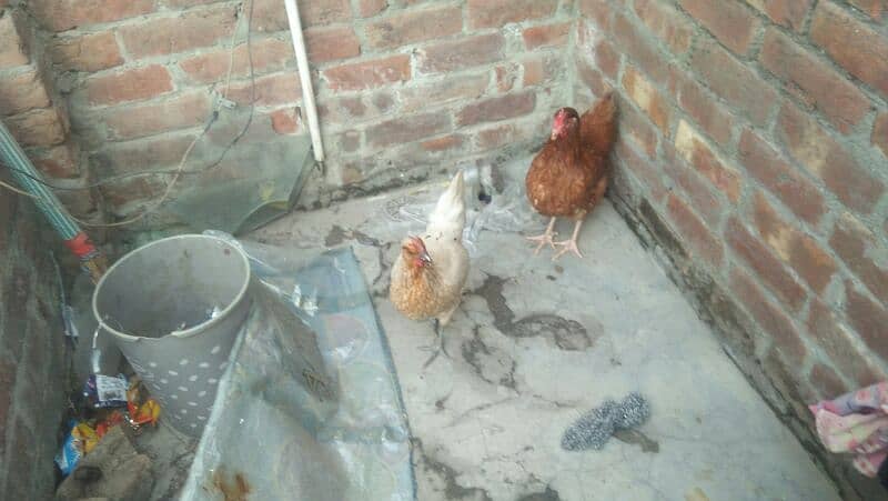 MISRI GOLDEN HENS. 4 HENS ACTIVE HE TANDRUST HE 14