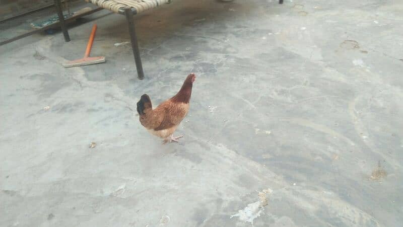 MISRI GOLDEN HENS. 4 HENS ACTIVE HE TANDRUST HE 15