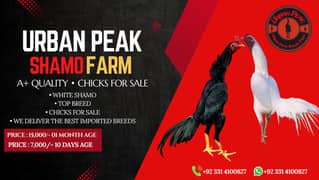 Shamo Chicks | Chicks | Shamo Black | Hope land | Aseel | Fancy Birds