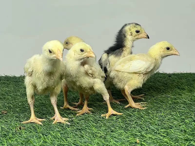 Shamo Chicks | Shamo Female | King Shamo | o shamo | Oh shamo 2