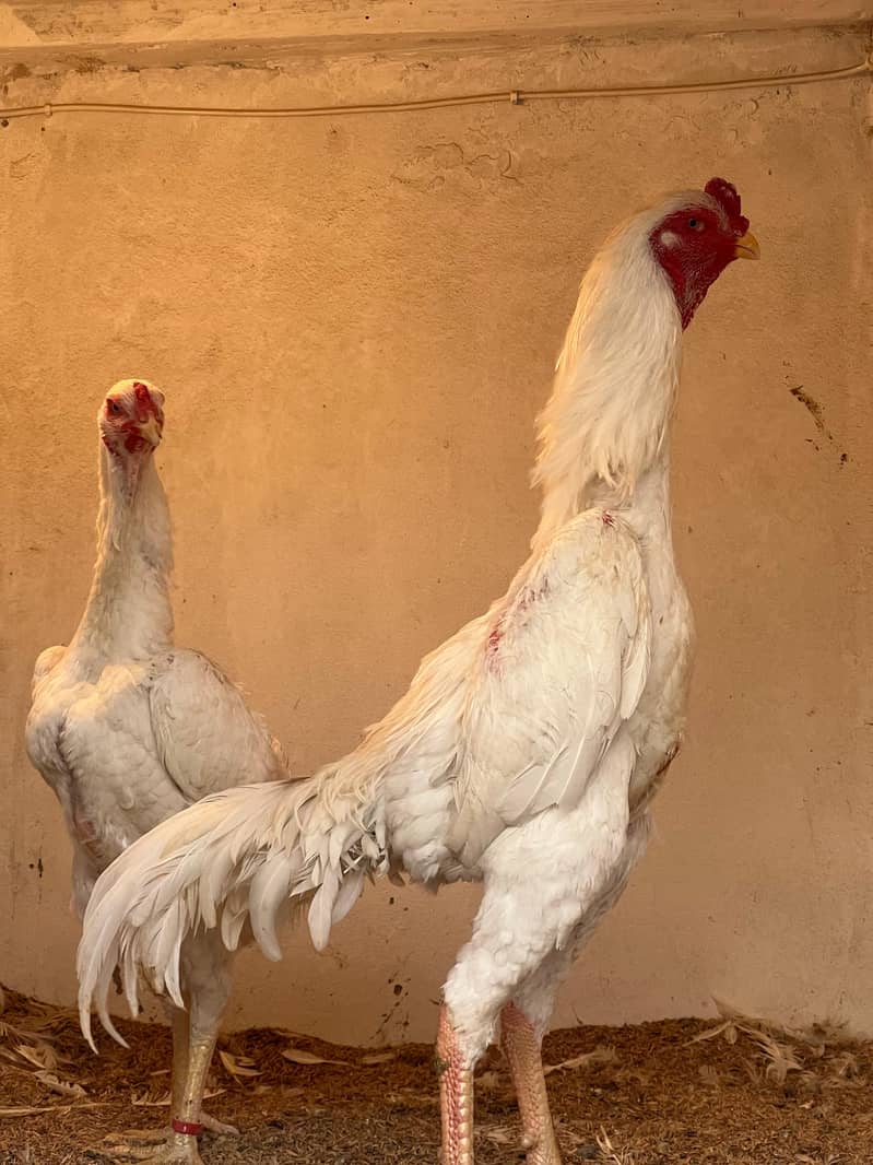 Shamo Chicks | Shamo Female | King Shamo | o shamo | Oh shamo 4